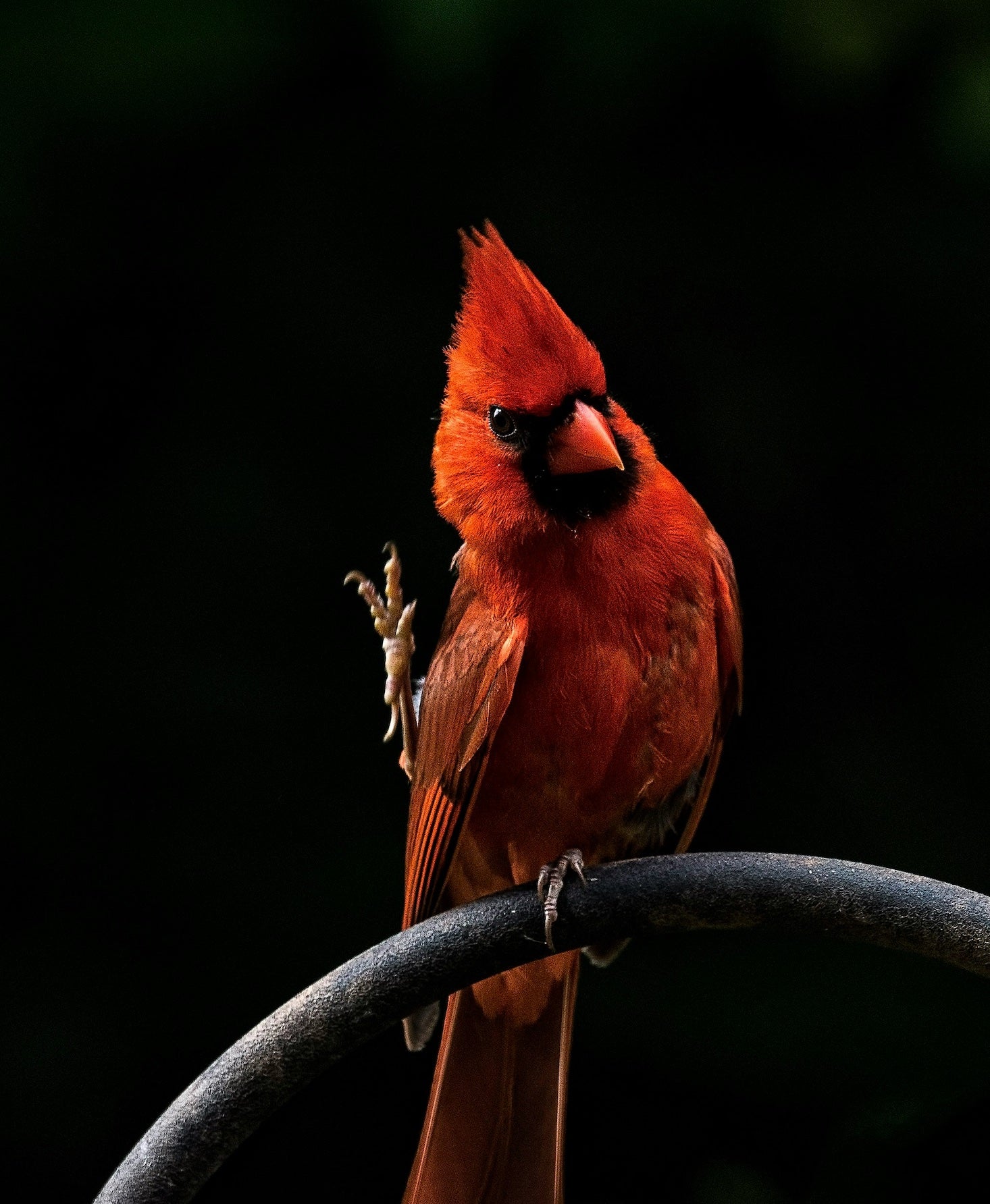 Wildlife Tracker